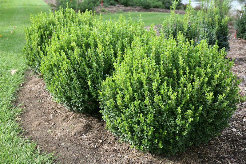 Boxwood Grows Slowly And Requires Little Maintenance