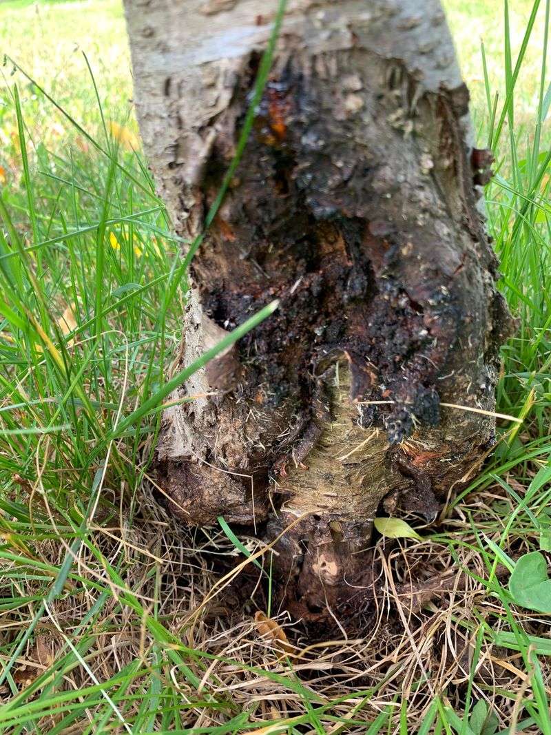 Fruit Trees Pay A Heavy Price For Wet Roots In Ohio Yards
