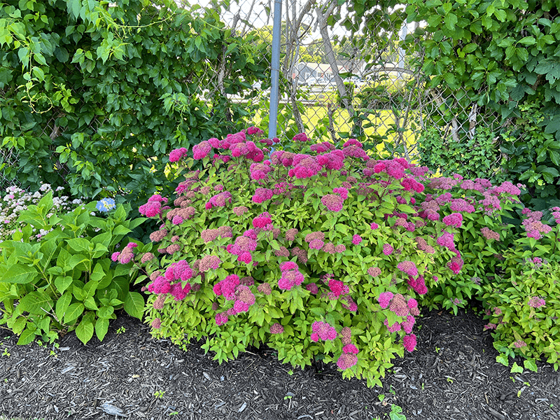 Japanese Spirea Is Still One Of Ohio's Most Overplanted Shrubs