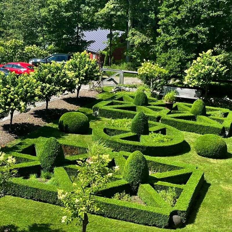Boxwood Can Be Shaped Into Formal Designs