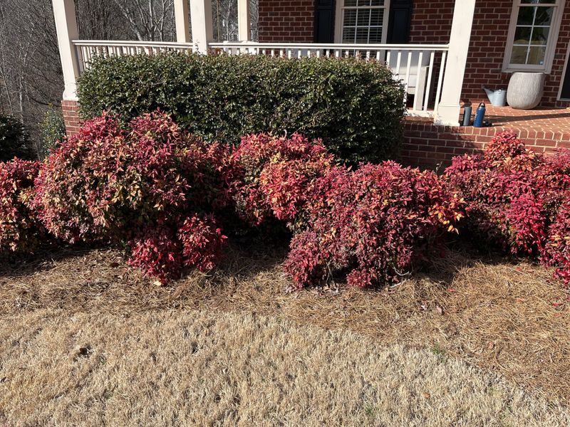 Nandina Spreads Easily And Often Becomes A Problem Over Time