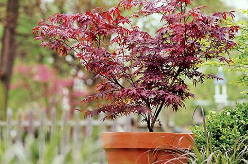 Japanese Maple Adds Drama With Color