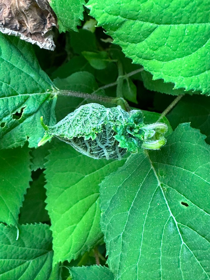 Hydrangea Shrubs Attracting Aphids On Tender New Growth