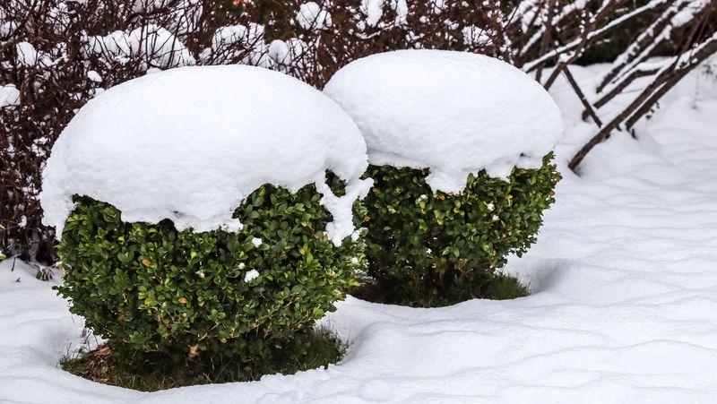 Boxwood Handles Michigan Freeze And Thaw Cycles