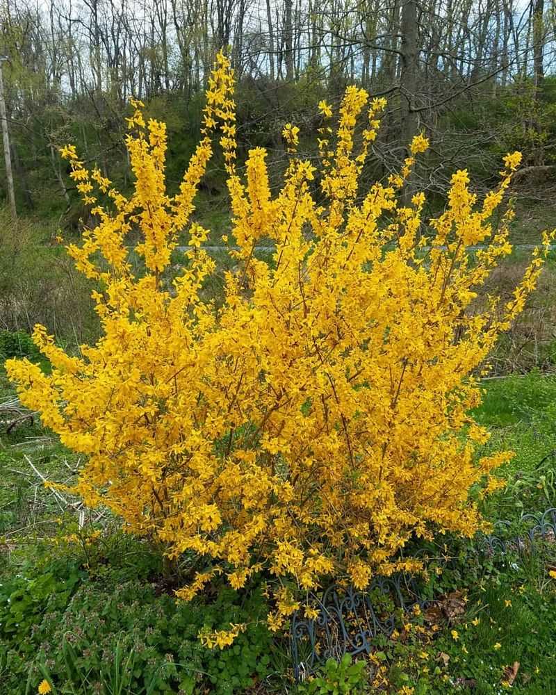 Forsythia 