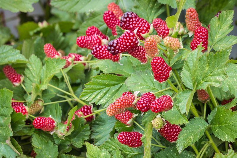 Loganberries Deliver Unique Flavor