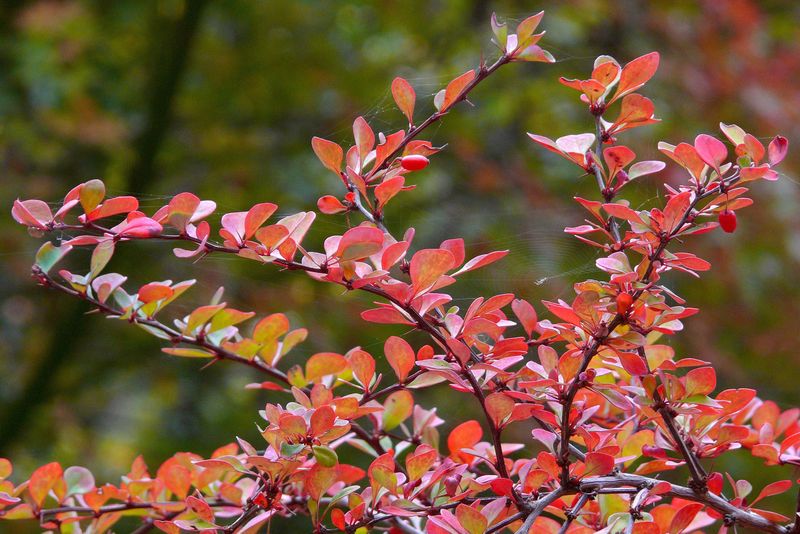Japanese Barberry: A Spiky Troublemaker