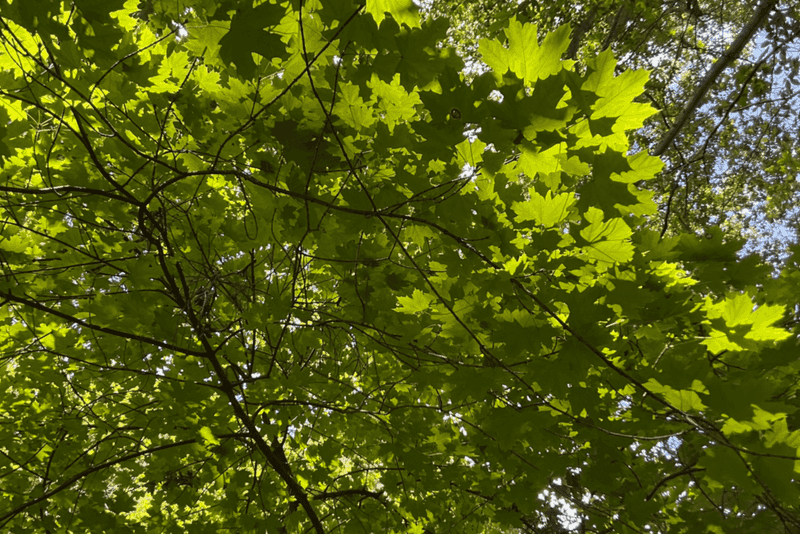 Norway Maple Creates Dense Shade And Crowds Out Natives