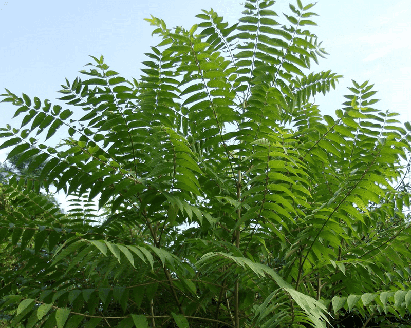 Tree Of Heaven (Ailanthus Altissima)