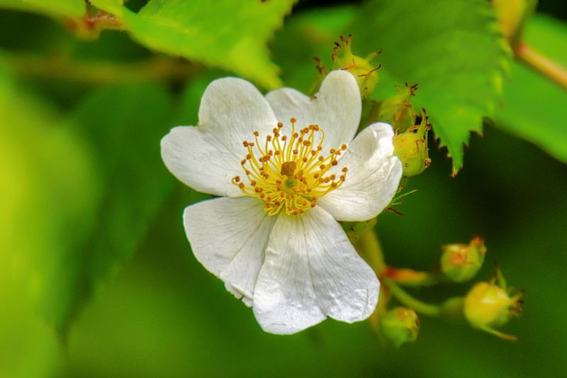 Multiflora Rose Forming Dense Thorny Thickets