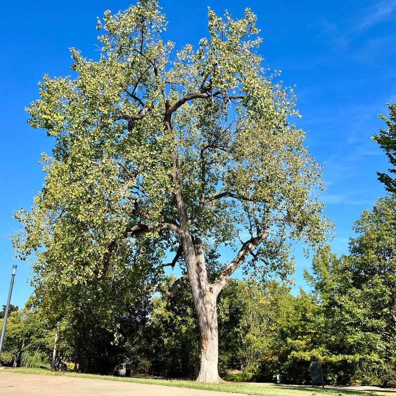 Cottonwood Gets Huge Very Quickly