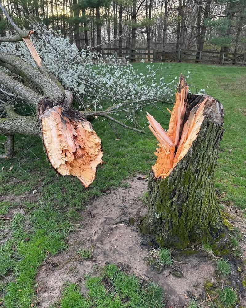 Weak Branch Structure Causes Frequent Storm Damage