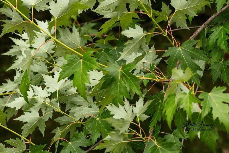 Silver Maple Grows Fast And Falls Apart Faster