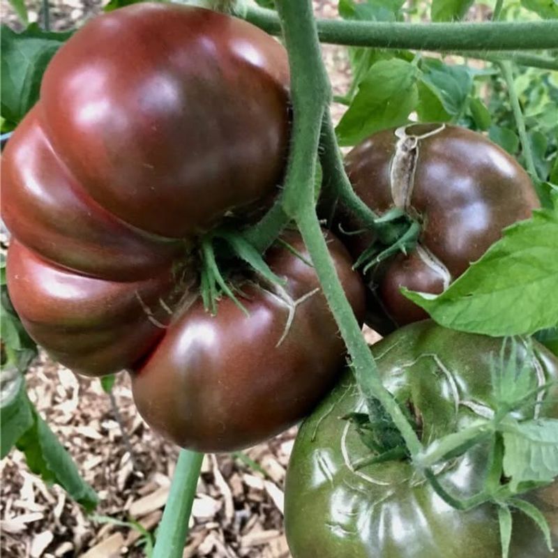 Cherokee Purple Brings Rich Flavor And Serious Garden Appeal