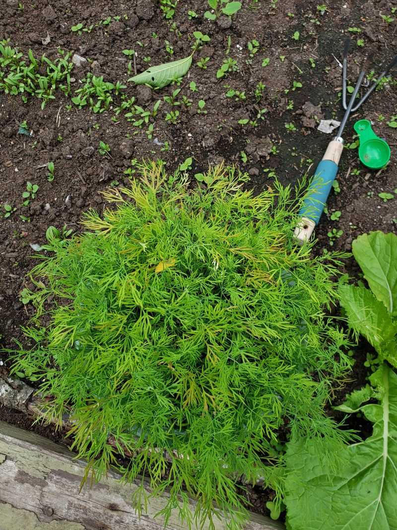 Dill At Maturity Can Suppress Tomato Development