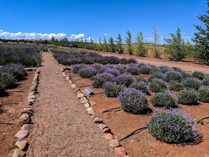 Discover The Farm's Sustainable Growing Practices