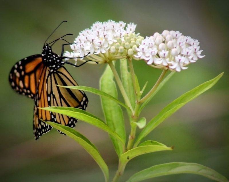 Milkweed Starts Growing