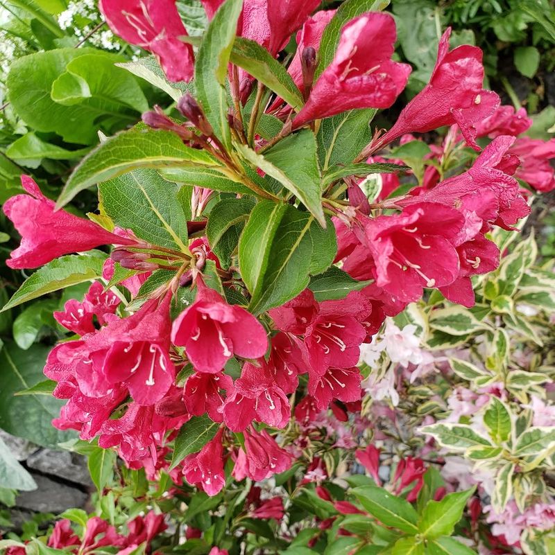Weigela