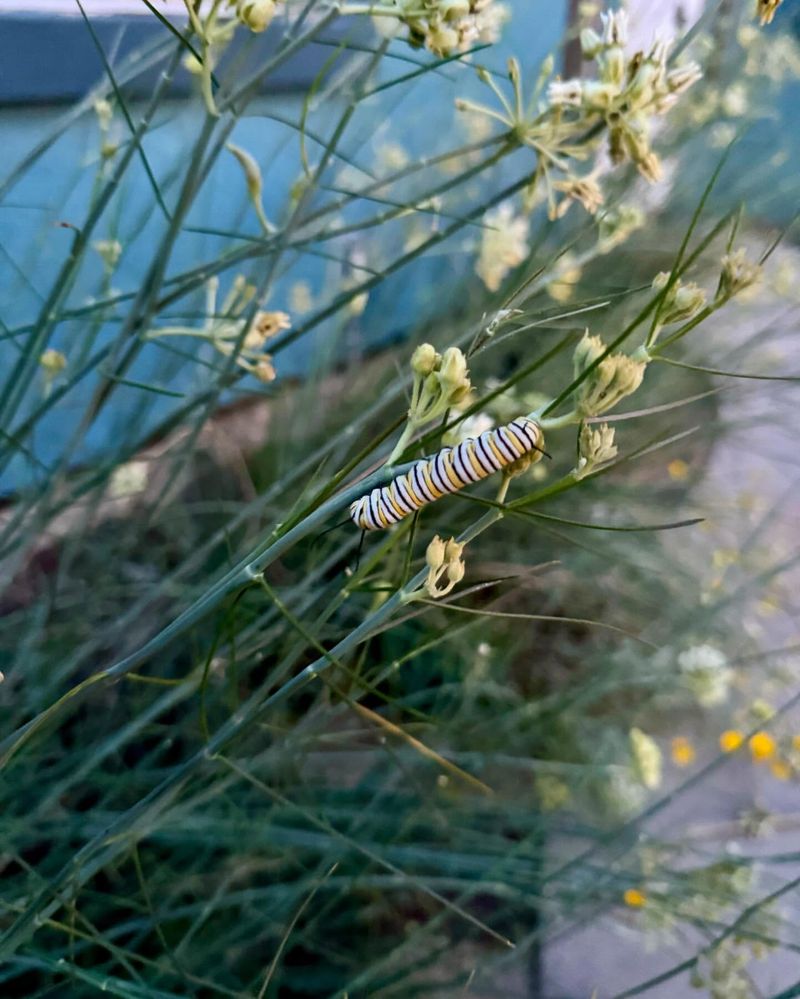 Grouping Blooms Together Makes Nectar Easier To Find