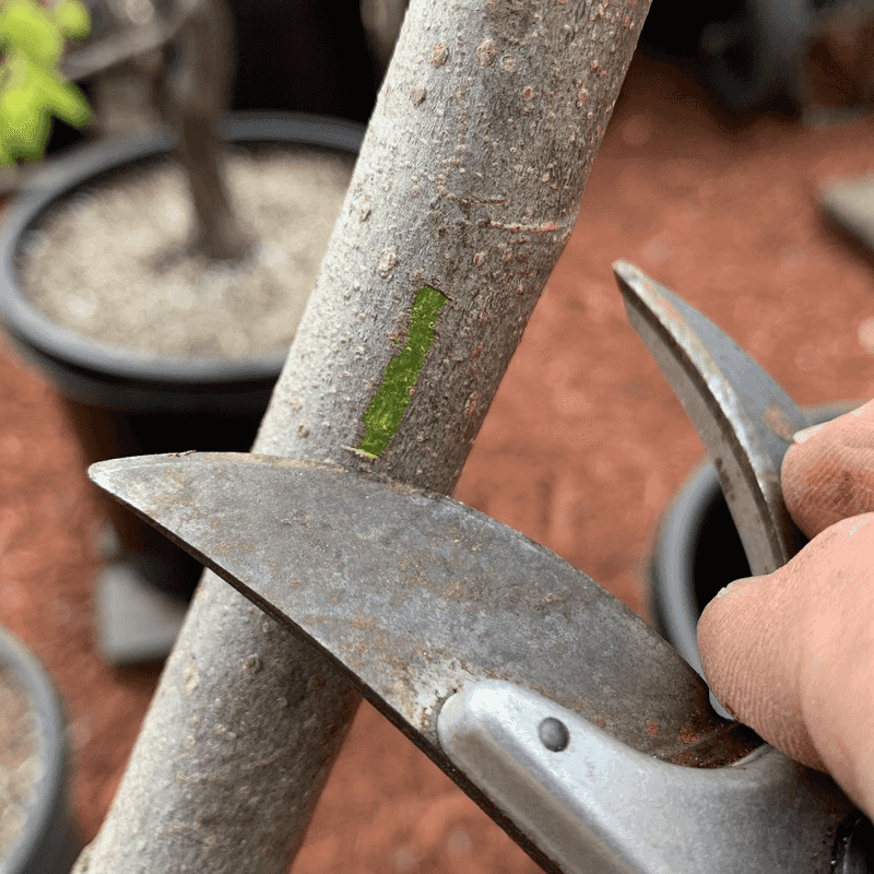 Scratch The Bark And Find Living Green Tissue
