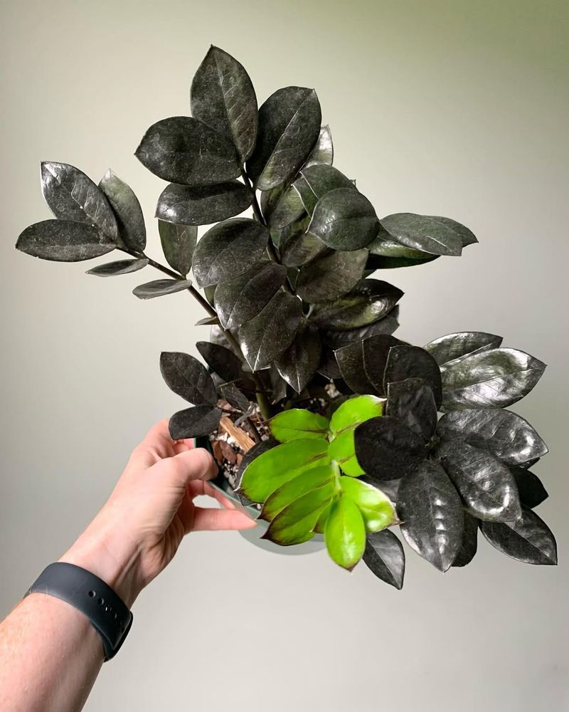 Letting The Soil Dry Slightly Between Watering Prevents Root Issues