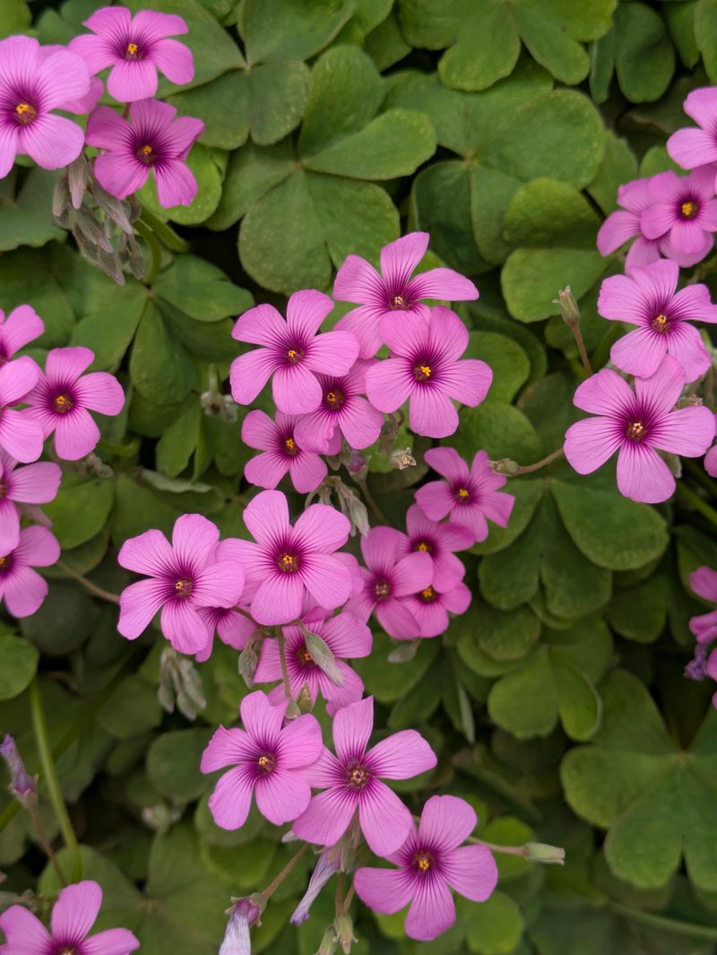 Well Drained Soil Helps Prevent Bulb Rot