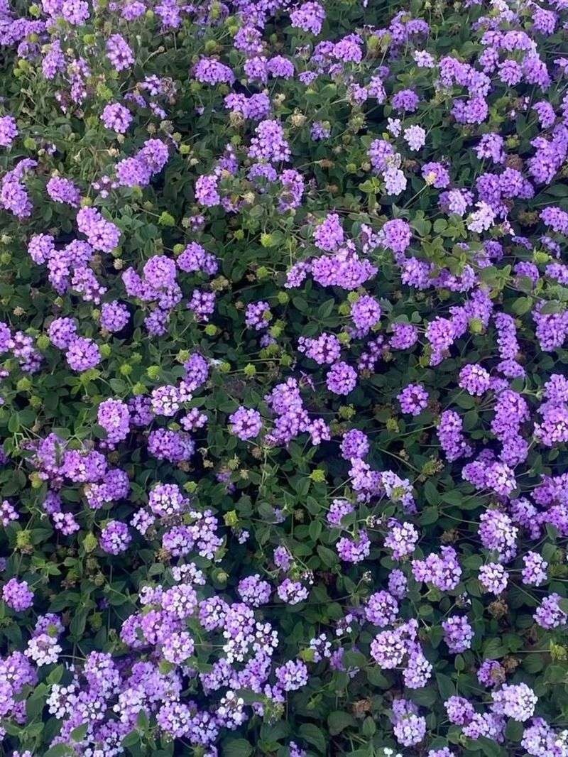 Long Bloom Season Supports Butterfly Activity From Spring Through Fall