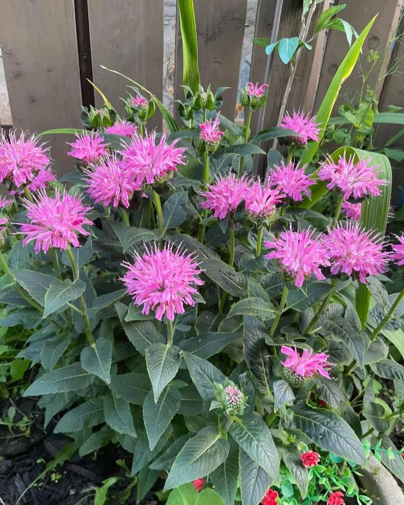 Long Blooming Period Keeps Pollinators Returning For Weeks