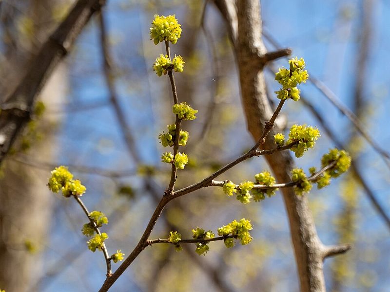 Early Yellow Blooms Made The Shrub Stand Out Before Most Plants Woke Up