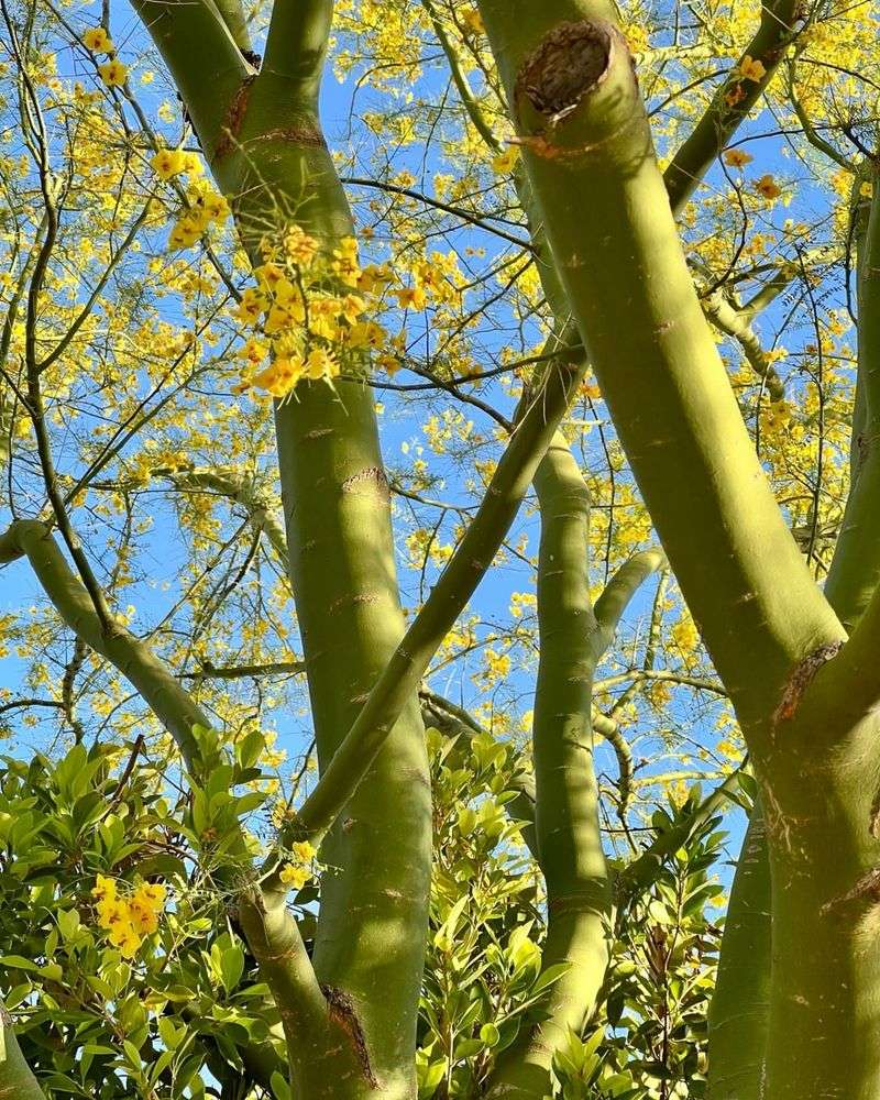 Green Bark Continues Photosynthesis Even During Dry Periods