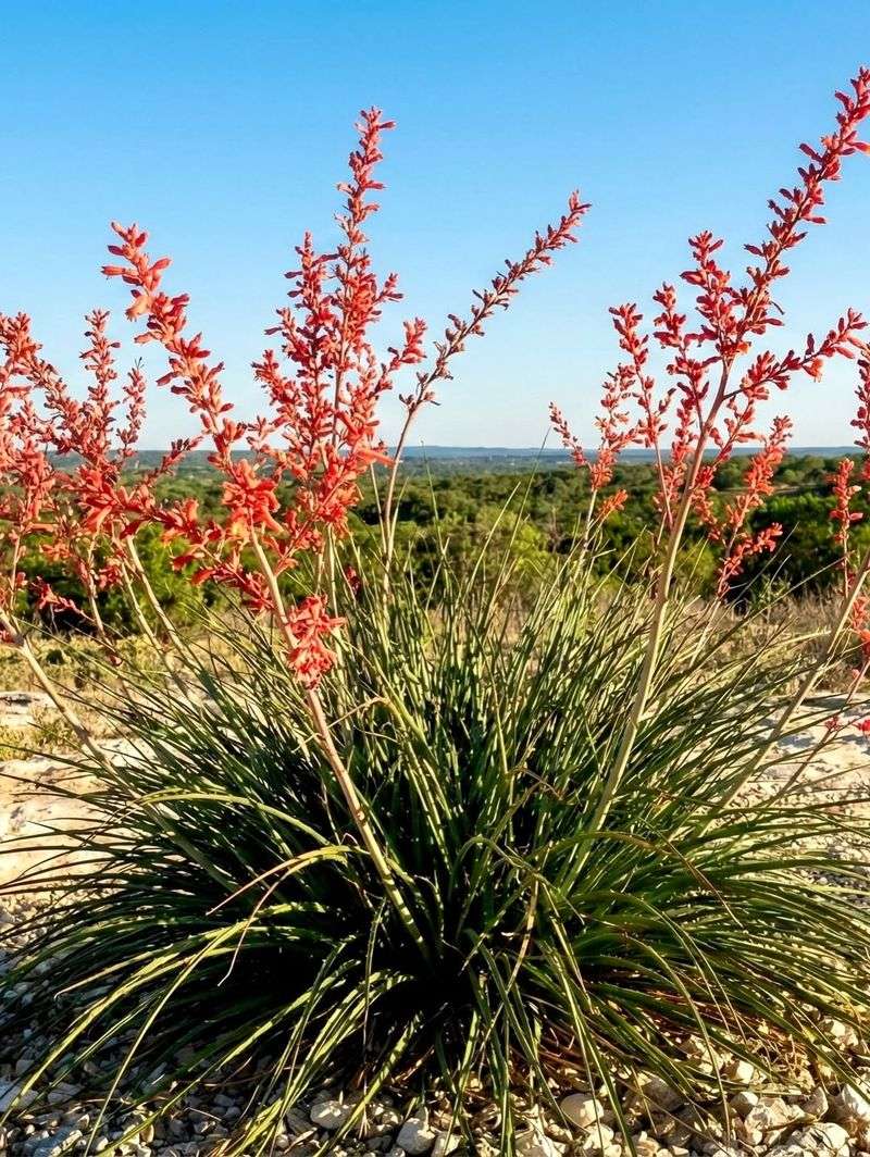 Tall Coral Flower Spikes Rise From Red Yucca With Little Effort