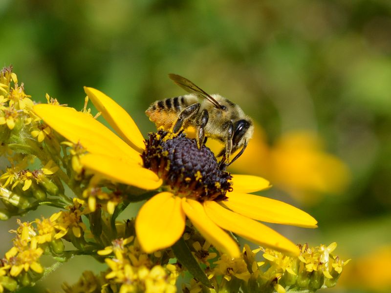 Long Blooming Season Feeds Pollinators Consistently