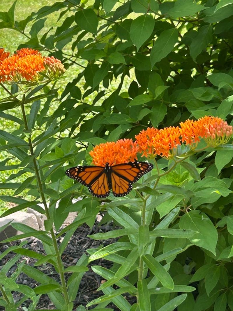 Support Monarch Butterflies With Butterfly Milkweed
