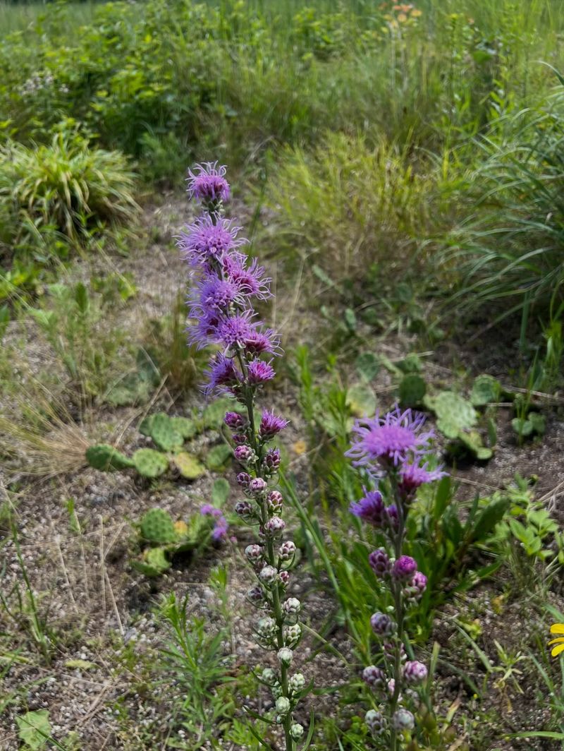 Tall Striking Button Blazing Star