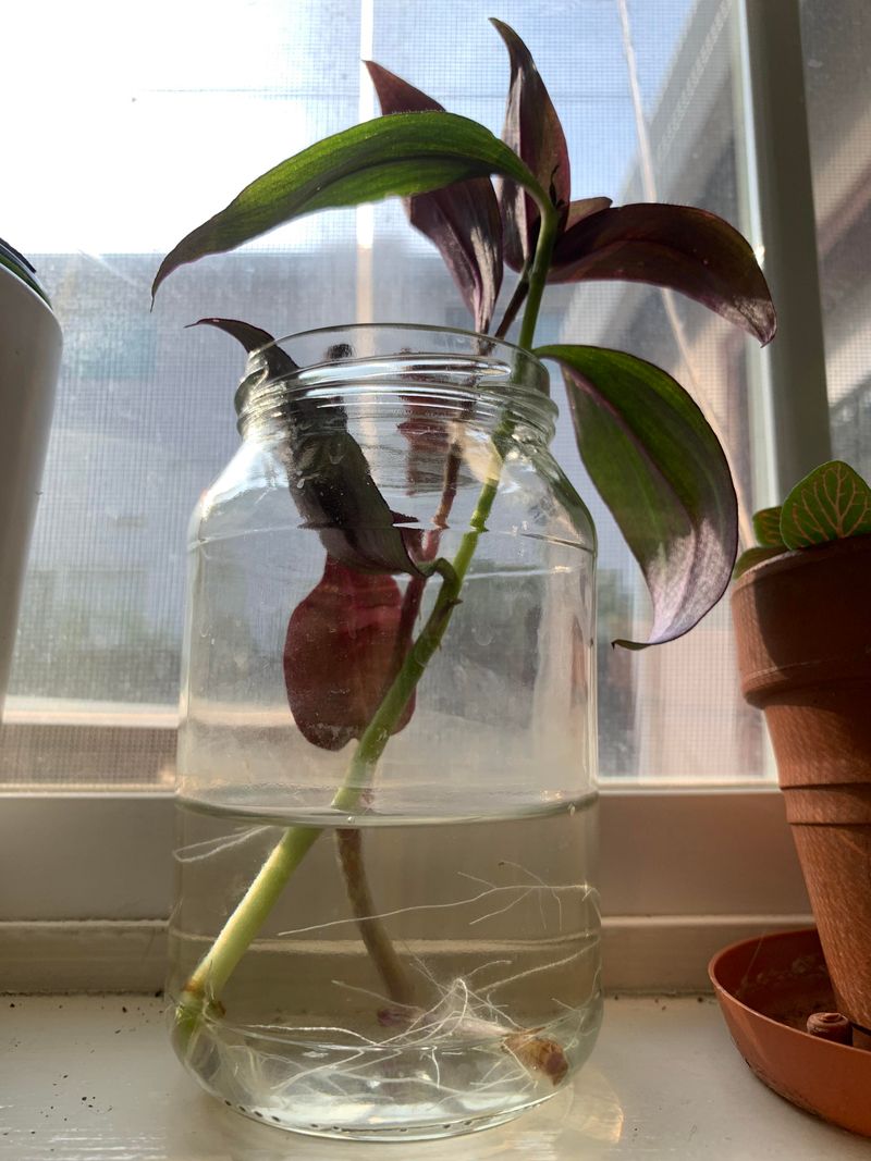 Propagate Cuttings To Keep It Full And Fresh