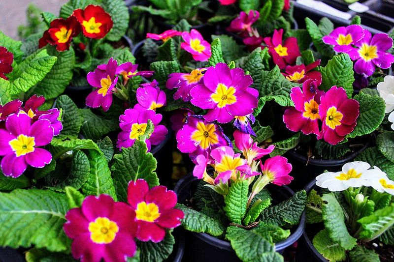 Primroses Bring Bright Early Spring Color To Containers