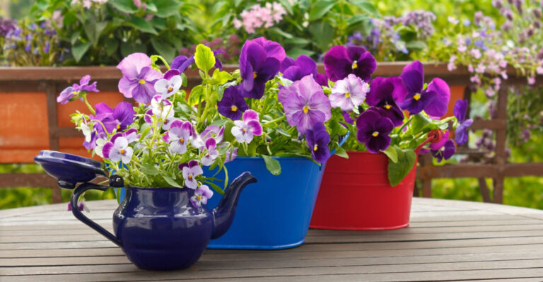 Bring Spring Early To Your Texas Garden With These 8 Container Plants
