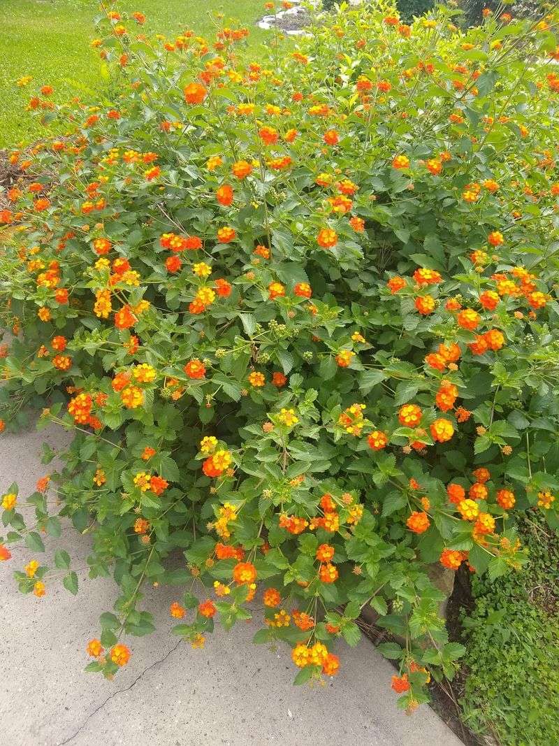 Grows Well Even In Tough Texas Soils