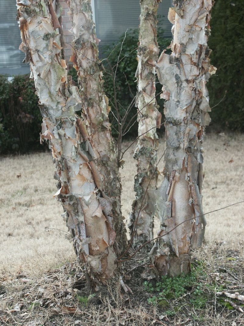 Bark Splitting Or Cracking After Temperature Swings