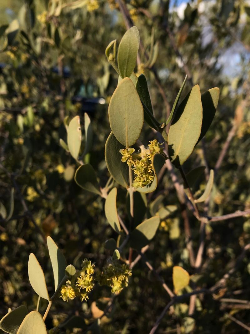 Jojoba Thrives In Tough Conditions With Minimal Care