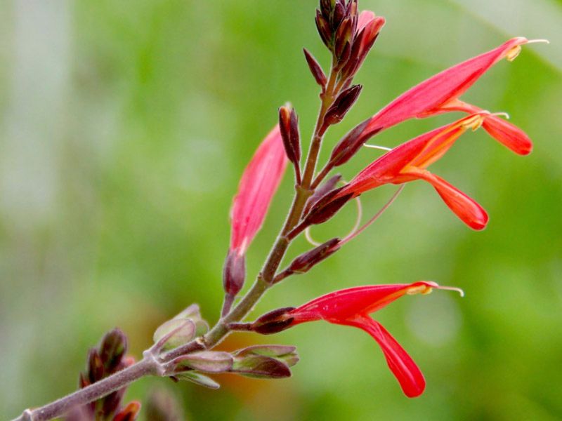 Chuparosa Offers Red Tubes That Pull In Hummingbirds