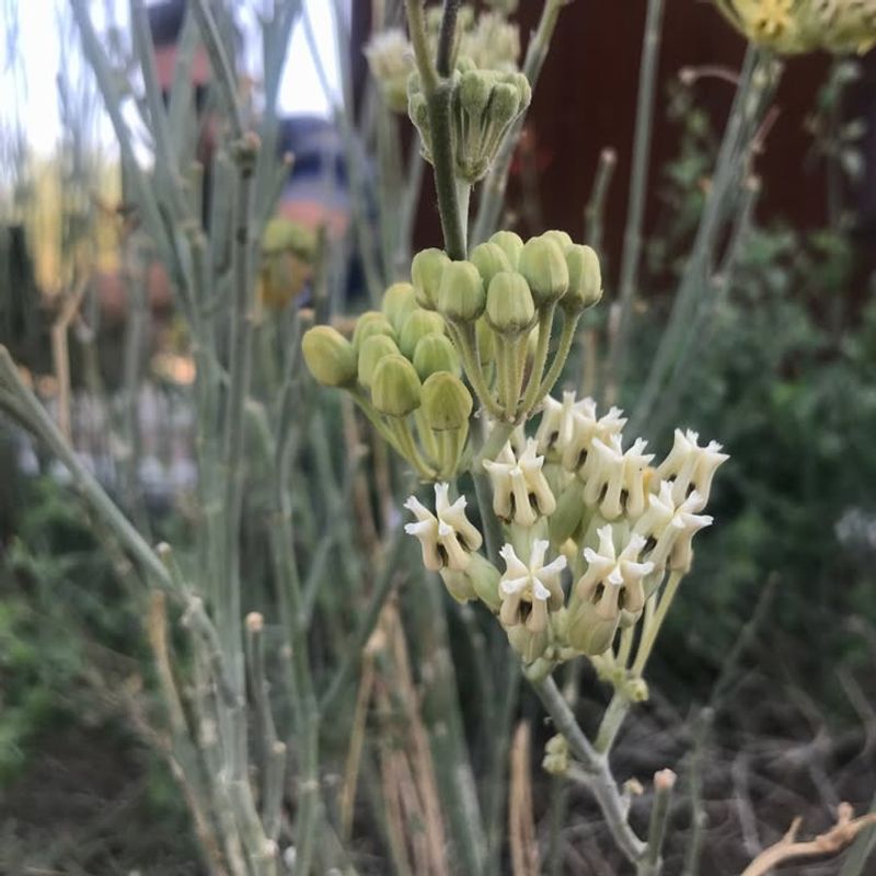 Desert Milkweed Supports Monarch Caterpillars In Arid Gardens