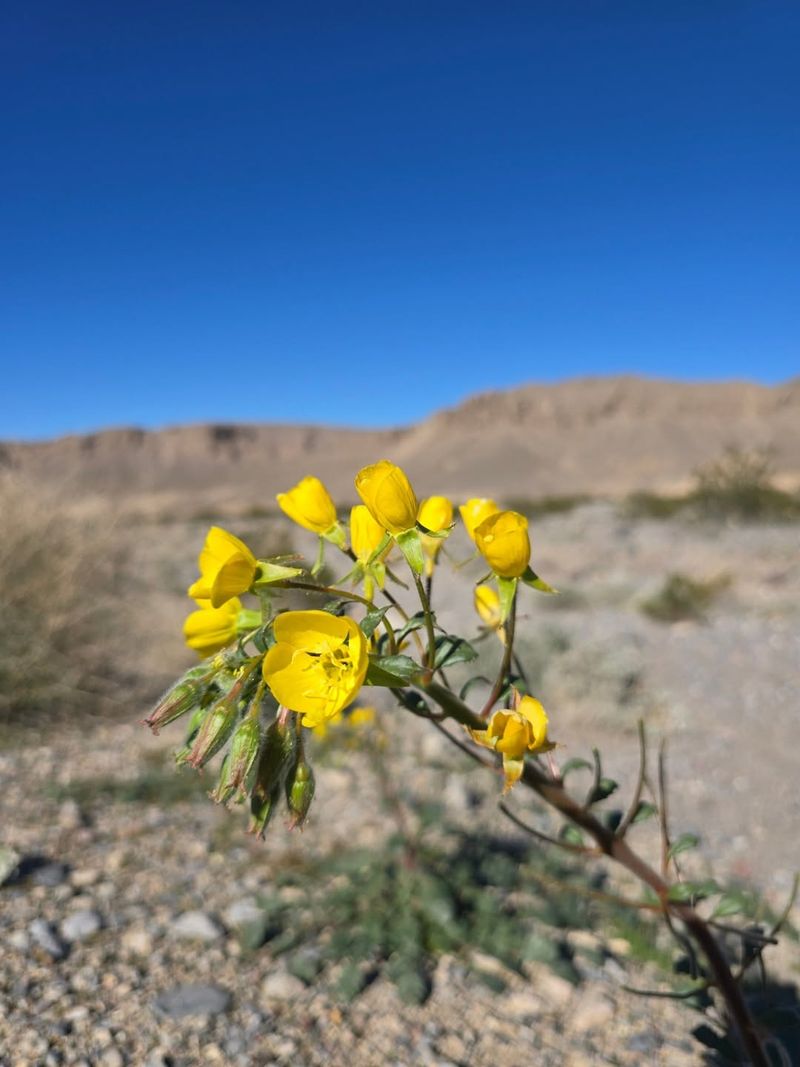 Yellow Cups Spread Quickly And Bloom After Rainfall