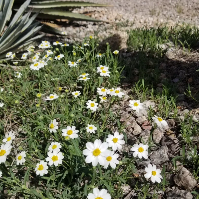Blackfoot Daisy Grows Strong When Started In Early Spring
