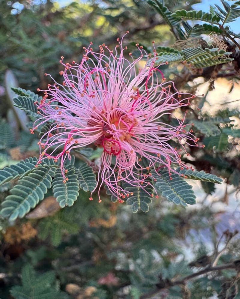 Fairy Duster Bounces Back Fast With Fresh Spring Growth