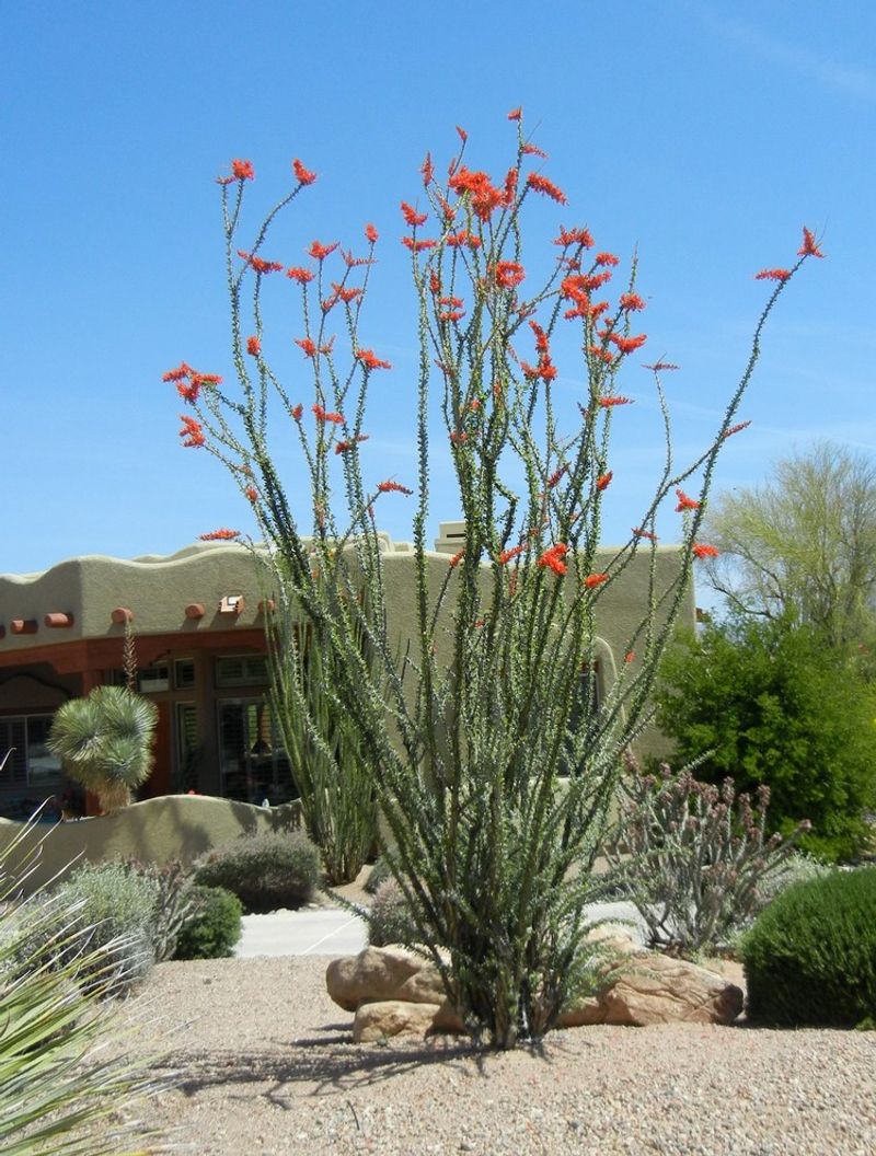 Ocotillo With Tall Spiky Stems And Red Blooms