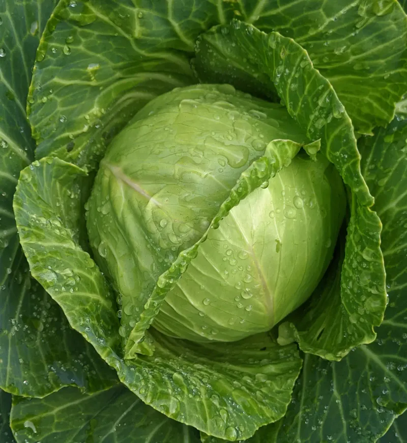 Cabbage Grows Best When Started Before Heat Sets In