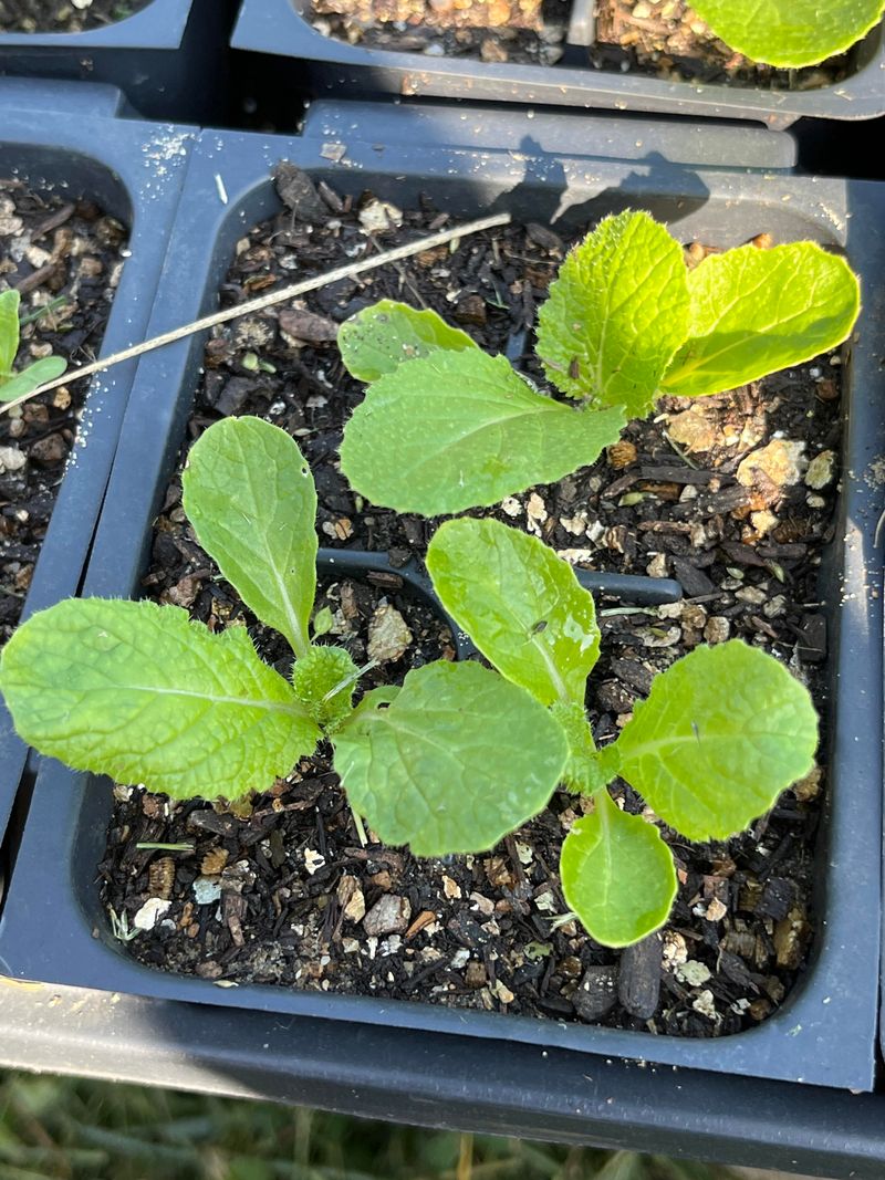 Cabbage Prepares For Spring Harvest With Indoor Growth