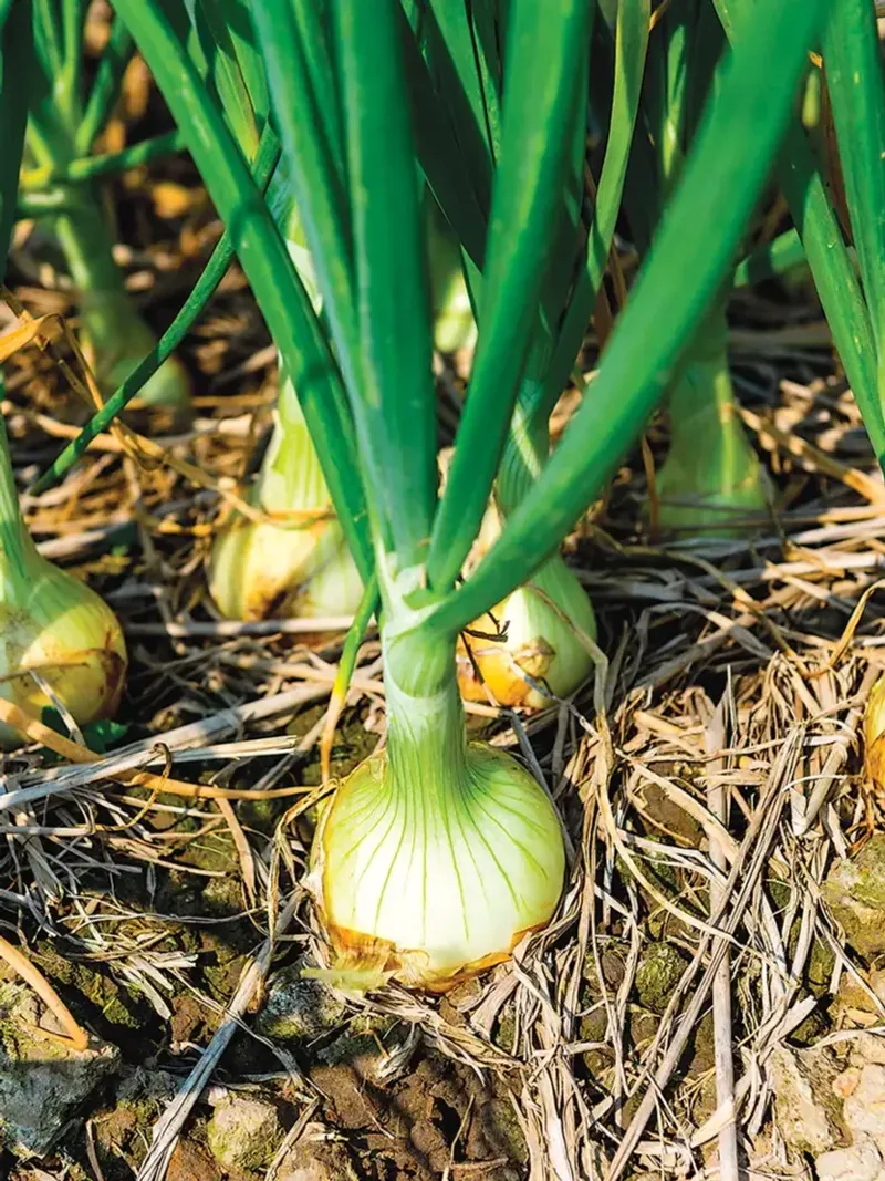 Onions Adding Bold, Savory Flavor