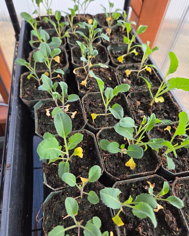Cauliflower Forms Healthier Plants When Started Early